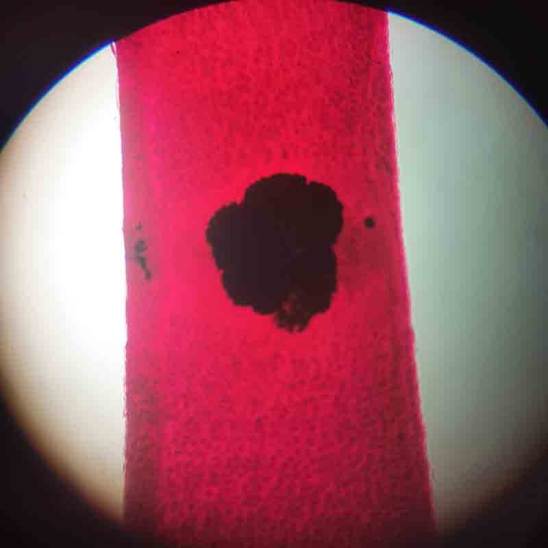 Öğrenci Tıbbi parazitoloji Slaytlar 50 Çeşit Mikroskop Hazırlanan Parazitoloji Slaytlar