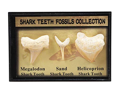Kartlı 3 Otantik Tarih Öncesi Gerçek Köpekbalığı Dişi Fosili, Megalodon Köpekbalığı Dişi,Kum Köpekbalığı Dişi ve Helikopter