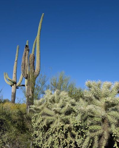 HistoricalFindings Fotoğraf: Tucson yakınlarındaki Saguaro Kaktüsü,Arizona,AZ,Çöl, Güneybatı, Manzara, Nisan 2008 1